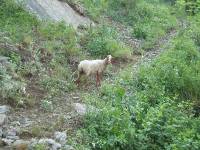 Youri - Ecrins 2005 018